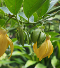 Kananga voňavá - Ylang Ylang - Cananga odorata - semiačka - 4 ks