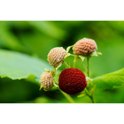 Ostružina nutkajská - černica - Rubus Parviflorus - semiačka - 5 ks