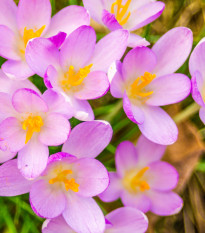 Krókus Zonatus - Crocus Zonatus - predaj cibuľovín - 3 ks