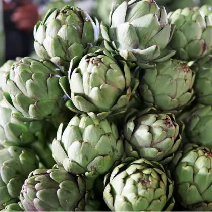 Artičoka Green Globe - Cynara scolymus - semiačka - 20 ks