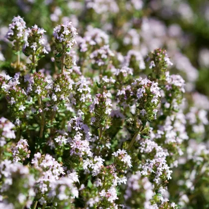 Tymián obyčajný  - Thymus vulgaris - semiačka - 0,08 g