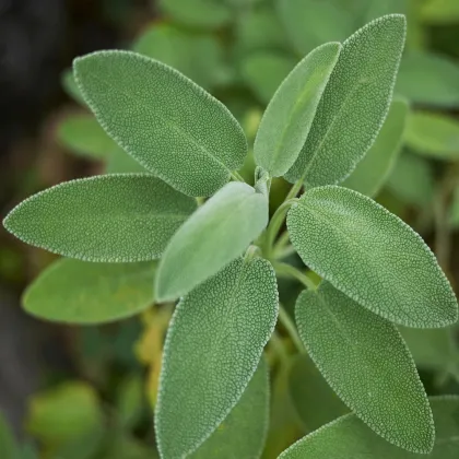 Šalvia lekárska - Salvia officinalis - predaj semien - 20 ks