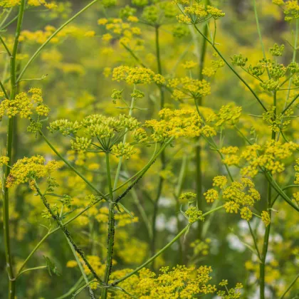 Kôpor Tetra - Anethum graveolens - semiačka - 200 ks