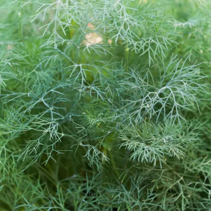 Kôpor voňavý Hanák - Anethum graveolens - semiačka - 500 ks