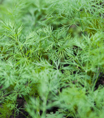 Kôpor Sari - Anethum graveolens - semiačka - 200 ks