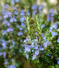 Rozmarín lekársky - Rosmarinus officinalis - semiačka - 50 ks