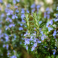 Rozmarín lekársky - Rosmarinus officinalis - semiačka - 50 ks