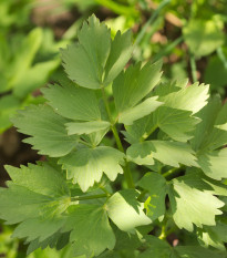 Ligurček lekársky - Levisticum officinale - semiačka - 0,4 g