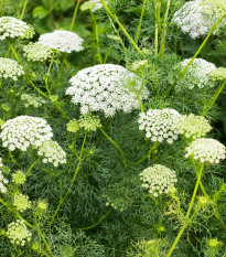 Parasca väčšia - Ammi majus - predaj semien - 150 ks