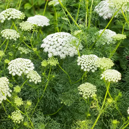 Parasca väčšia - Ammi majus - predaj semien - 150 ks