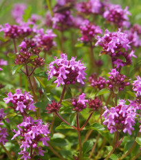 Materina dúška - Thymus serpyllum - semiačka - 500 ks