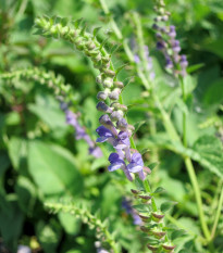 Šišiak bajkalský - Scutellaria baicalensis - semiačka - 15 ks