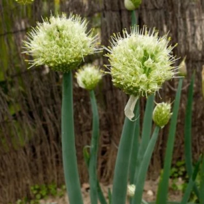 Cibuľa zimná - Allium fistulosum L. - semiačka - 1 g
