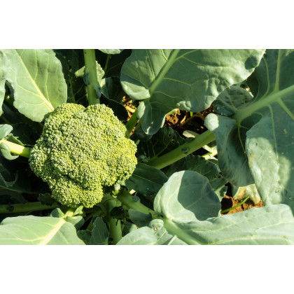 Brokolica Cezar - Brassica oleracea - semiačka - 0,6 g
