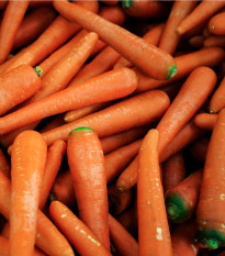 Mrkva Rote Riesen - Daucus carota - semená mrkvy - 800 ks