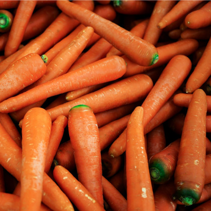 Mrkva Rote Riesen - Daucus carota - semená mrkvy - 800 ks