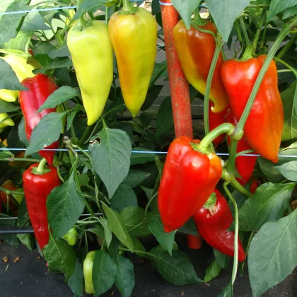 Paprika hybridná Beja F1 - Capsicum annuum -semiačka - 10 ks