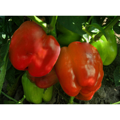 Paprika Granova - Capsicum annuum - Predaj semien - 50 ks