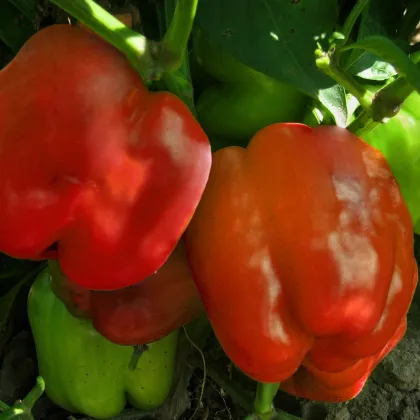 Paprika Granova - Capsicum annuum - Predaj semien - 50 ks