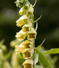 Náprstník žltý - Digitalis lutea - semená - 0,02 g