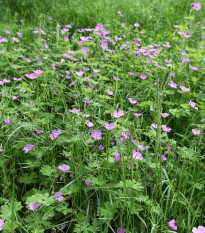 Pakosť smradľavý - Geranium robertianum - semiačka - 10 ks