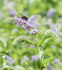 Mäta dlholistá - Mentha longifolia - semiačka - 20 ks