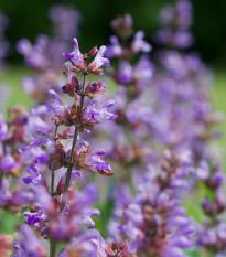 Bio šalvia lekárska - Salvia officinalis - predaj bio semien - 30 ks