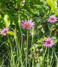 Kozobrada fialová - Tragopogon porrifolius - semiačka - 90 ks