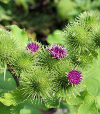 Lopúch väčší - liečivý bodliak - Arctium lappa - semiačka - 10 ks