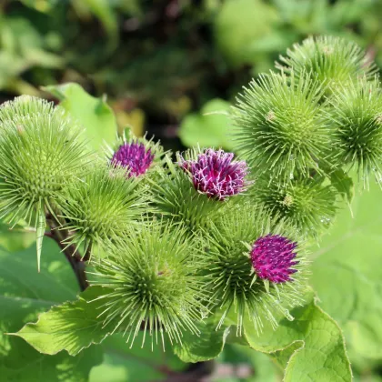 Lopúch väčší - liečivý bodliak - Arctium lappa - semiačka - 10 ks