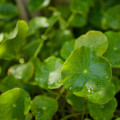 Gotu Kola - Centella asiatica - predaj semien - 4 ks