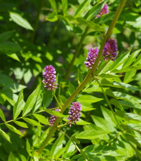 Sladovka hladkoplodá - Glycyrrhiza glabra - sladké drievko - semiačka - 4 ks