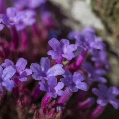 Verbena - Železník lekársky - Verbena officinalis - predaj semien - 200 ks