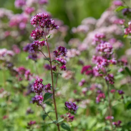 Pamajorán - Oregano - Origanum vulgare - semiačka - 1200 ks 