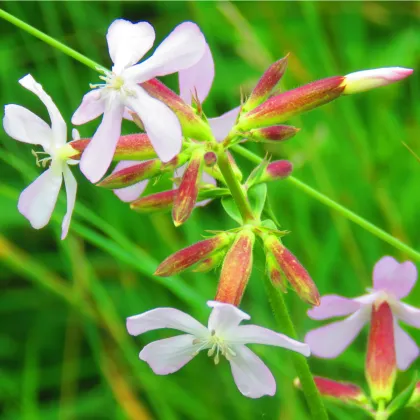 Mydlica lekárska - Saponaria officinalis - semiačka - 15 ks