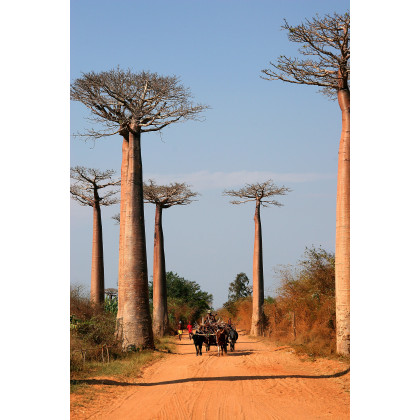 Baobab Za - Adansonia madagascariensis - semená - 3 ks