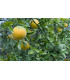 Citrónovníkovec trojlistý - Citrus trifoliata - semiačka - 4 ks