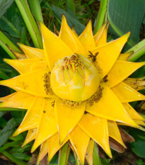 Banánovník snežný - Ensete glaucum - semiačka - 3 ks