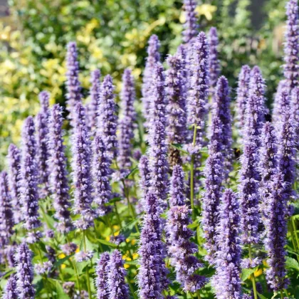 Agastache vrásčitá - kórejská Seoul - Agastache rugosa - semiačka - 20 ks