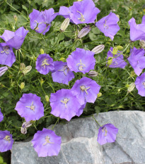 Zvonček karpatský modrý - Campanula carpatica - predaj semien - 400 ks