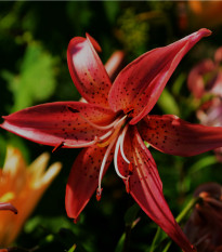 Ľalia Martagon Maroon King - Lilium martagon - predaj cibuľovín - 1 ks
