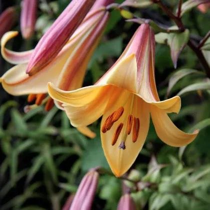 Ľalia African Queen - Lilium - predaj cibuľovín - 1 ks