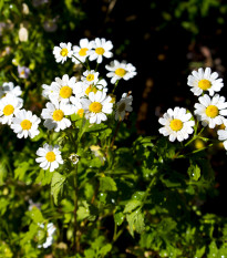 Rimbaba obyčajná - Chrysanthemum parthenium - semiačka - 15 ks