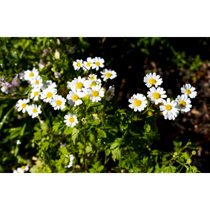 Rimbaba obyčajná - Chrysanthemum parthenium - semiačka - 15 ks