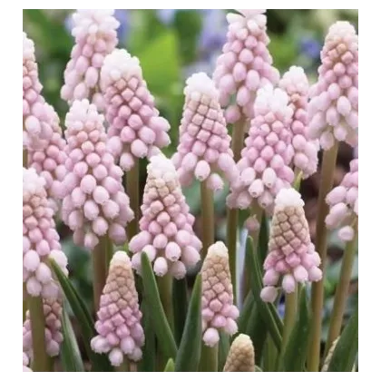 Modrica ružová - Muscari Pink Sunrise - predaj cibuľovín - 2 ks