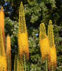 Fakľa úzkolistá Kleopatra - Eremurus - predaj cibuľovín - 1 ks