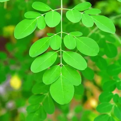 Moringa olejodárna - Moringa oleifera - semiačka - 4 ks