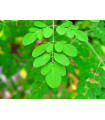 Moringa olejodárna - Moringa oleifera - semiačka - 4 ks