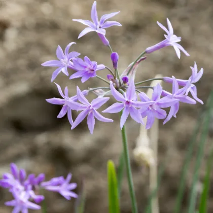 Cesnaková tráva - Tulbaghia violacea - semiačka - 5 ks