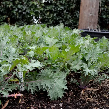 Kel Red Russian - Brassica oleracea - semená kelu - 150 ks